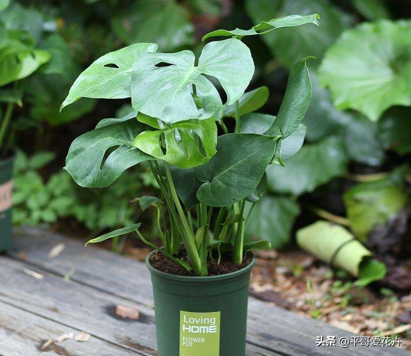 新房子客厅适合摆放的绿植吸甲醛,客厅什么盆栽好吸甲醛好养