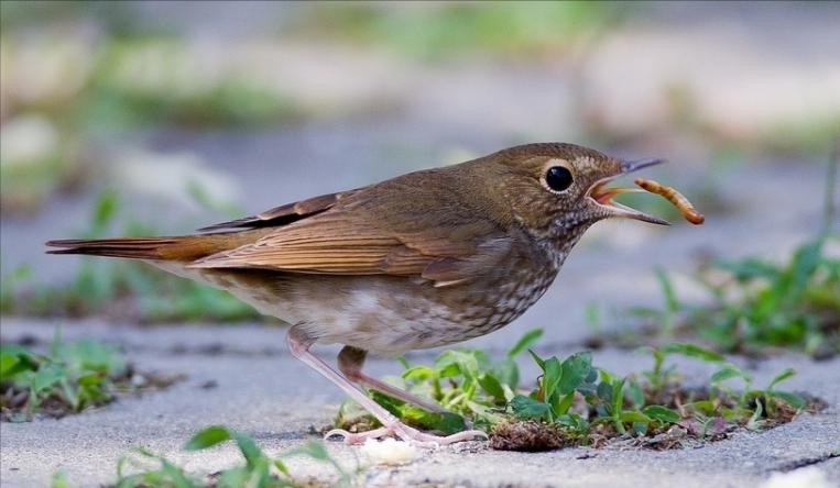 广东常见鸟类图谱和名称图文,东江揽胜鸟类