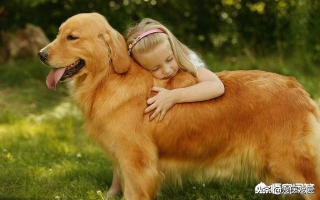 养宠物养公狗好还是养母狗好,公狗母狗可以一起养吗