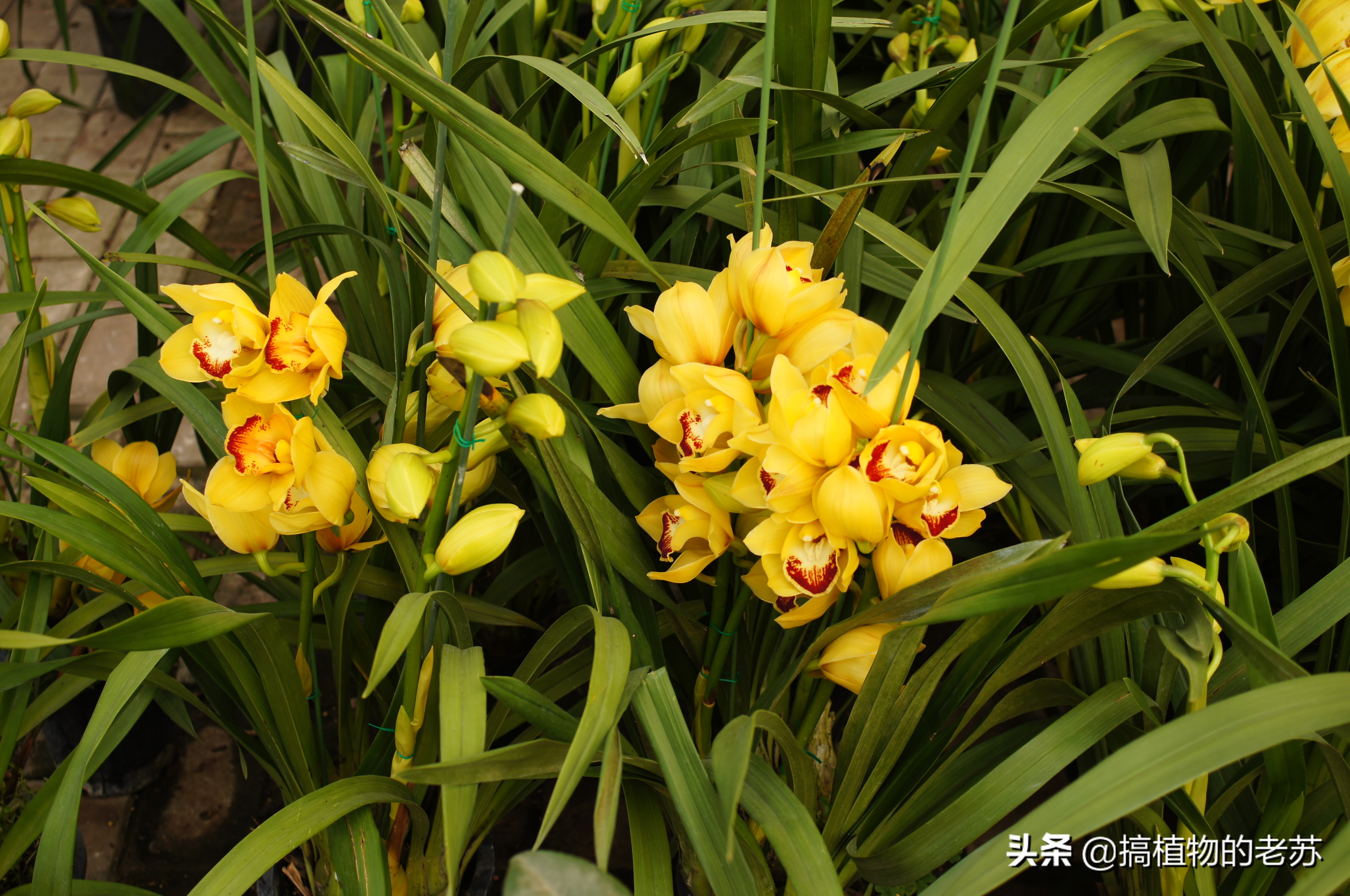 带你看兰花,带你看看蝴蝶兰