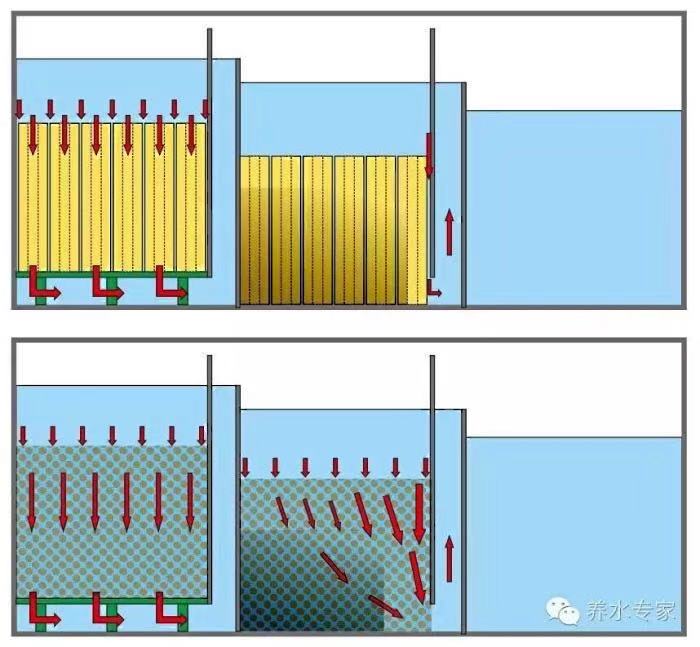 渔友张哥小视频,新鱼缸养锦鲤鱼正确的方法和技巧