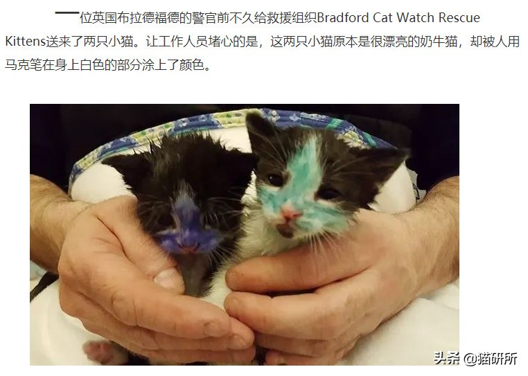 猫咪的爪子被脏了洗不掉怎么办,猫咪沾上苍蝇贴怎么清洗