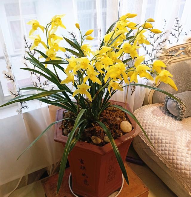 高贵兰花怎么养才能旺盛容易开花,好养的兰花既高贵又漂亮惹人喜欢