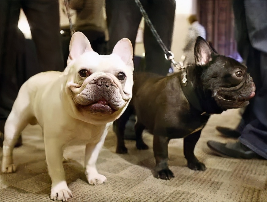 法国斗牛犬有多弱,法国斗牛犬注意事项