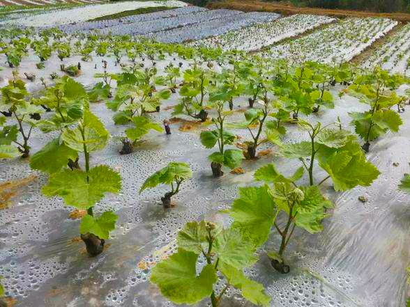 年前扦插的葡萄枝发芽晚咋回事,葡萄刚发嫩枝干枯死掉是什么病