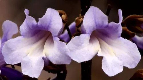 天津春天最美的花园,天津春天去赏花