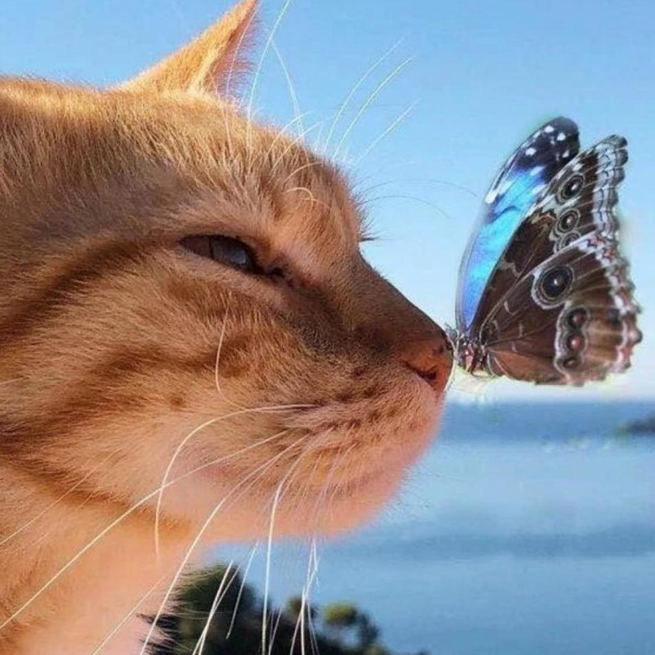 生活在宠物天堂的动物,在天堂的猫狗