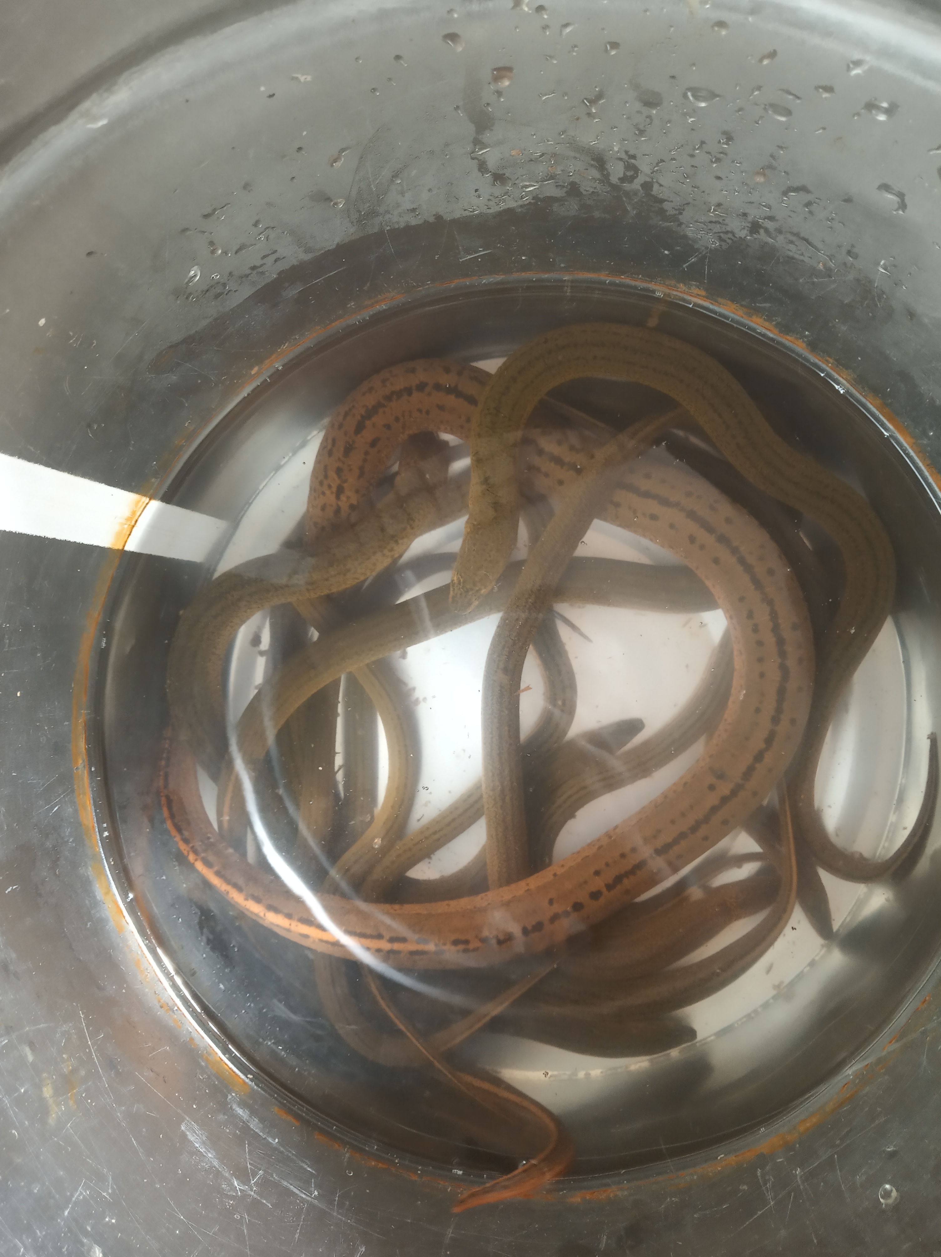 黄鳝是食肉的吗,黄鳝属于真正的鱼类吗