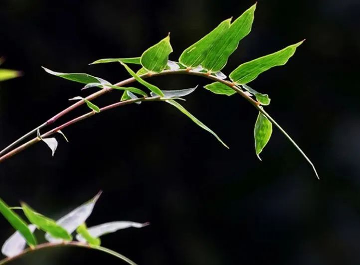 竹叶味的茶,清甜的竹叶茶