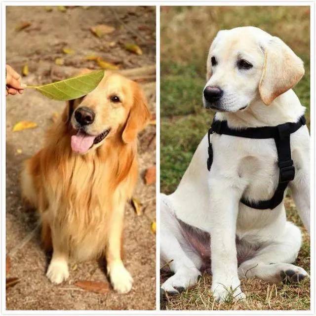 金毛小时候长得像拉布拉多,金毛跟拉布拉多是同父异母
