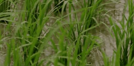 清明时节，最适合去江南吃吃喝喝！