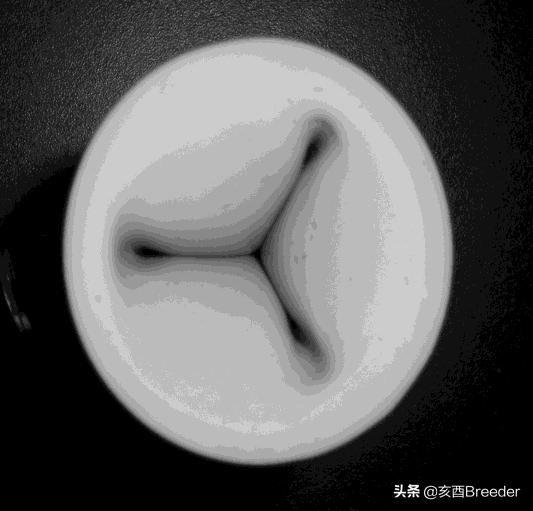 羊的人工授精技术规程,羊的人工授精技术流程