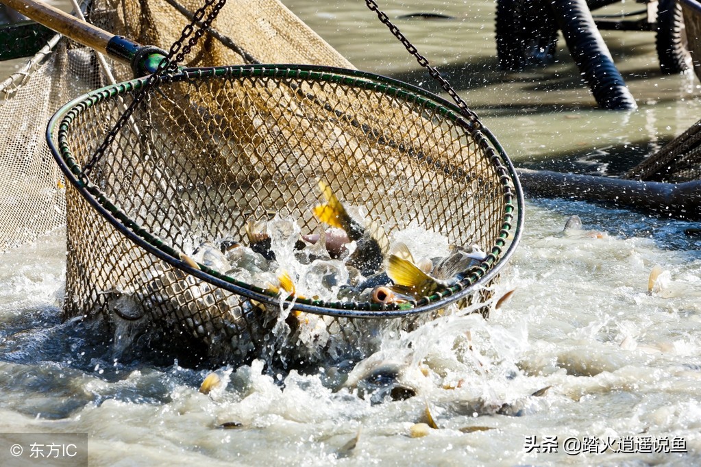 PH值异常对鱼有何影响？养殖水体PH值异常可这样来做？您知道吗？