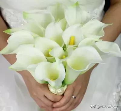 马蹄莲叶子发黄？教你几招黄叶变绿叶