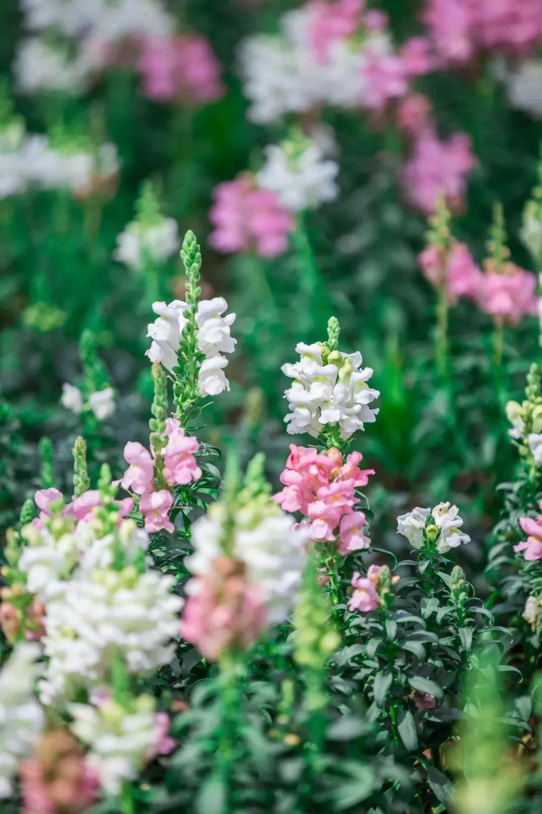 槽糕,是心动的感觉!这个神秘花谷正在悄然绽放!走,去拍照~