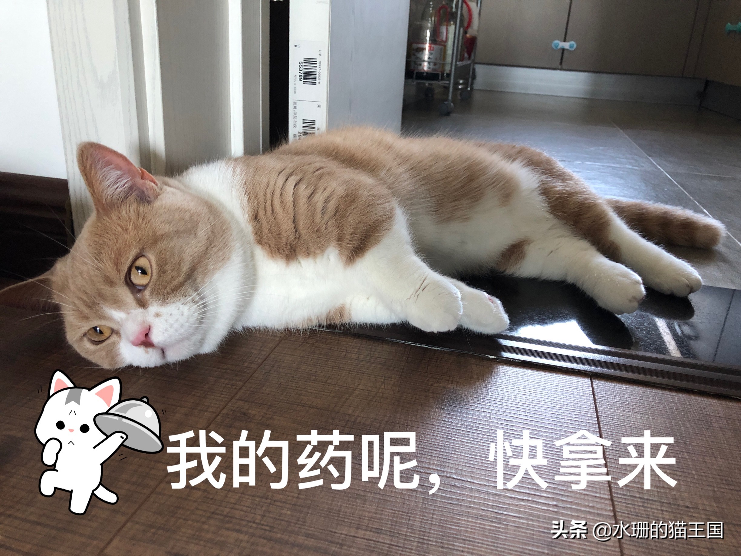 猫咪吃药口吐白沫，还难吃的哭了，到底怎么给猫喂药？正解在此