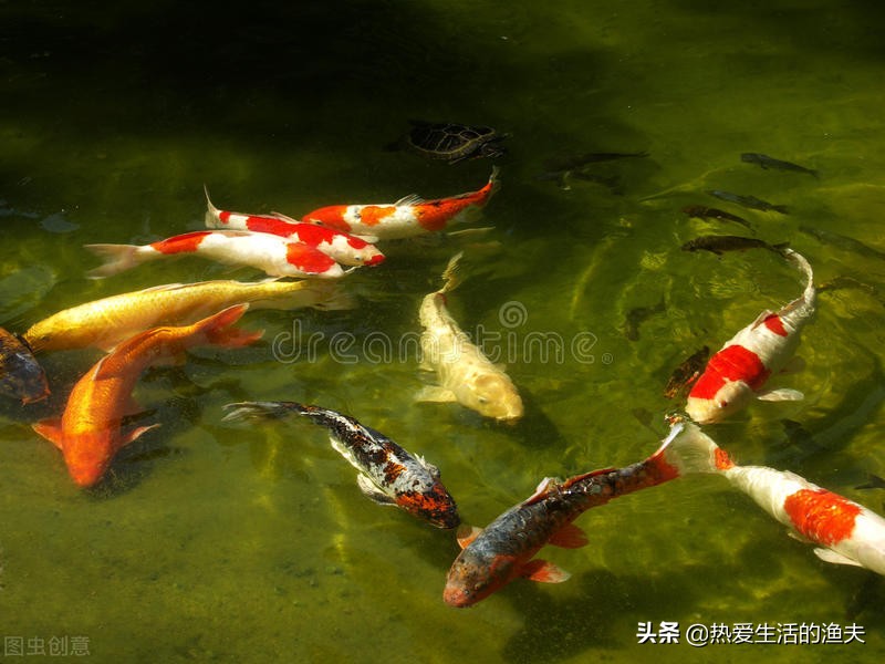 池养锦鲤饲养知识,家庭饲养锦鲤要点
