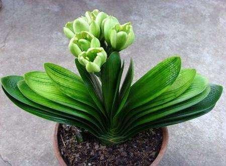 绿萝玉树君子兰能用一种营养液吗,绿萝君子兰怎么养才能更旺盛