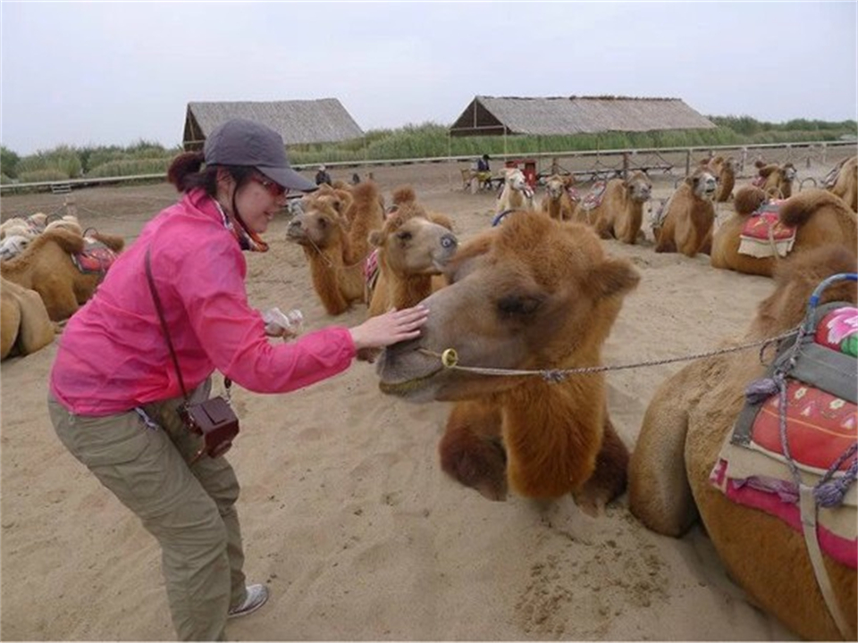 大象为什么不被其他动物吃掉,为什么食肉动物不吃大象