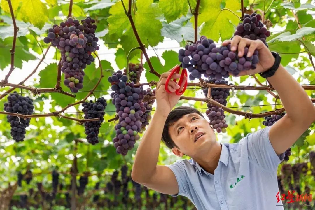 2020四川月饼节开幕,中秋佳节庆团圆五仁月饼