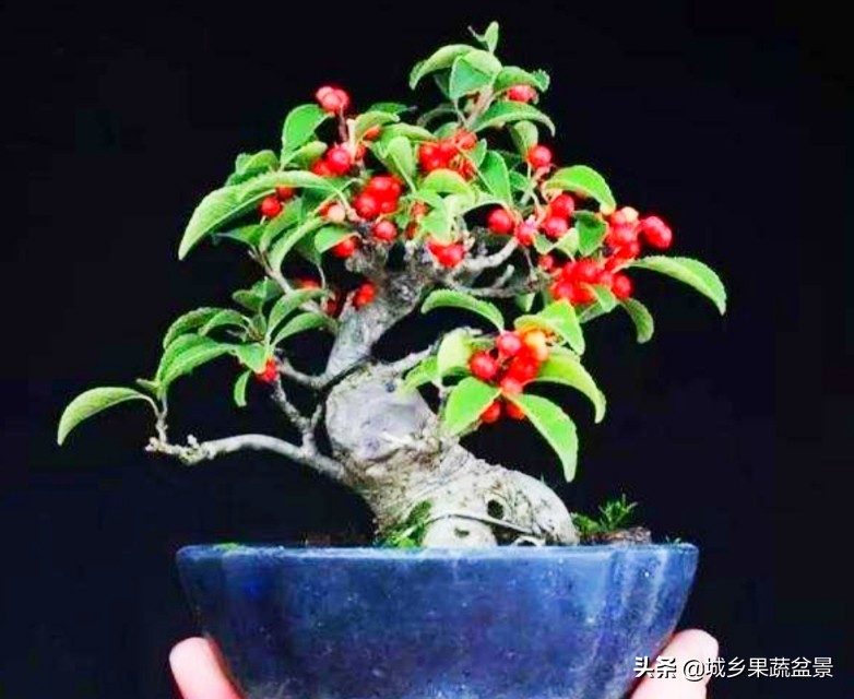 三十多年经验教你制作掌上树桩盆景，形态小巧，造型玲珑别致