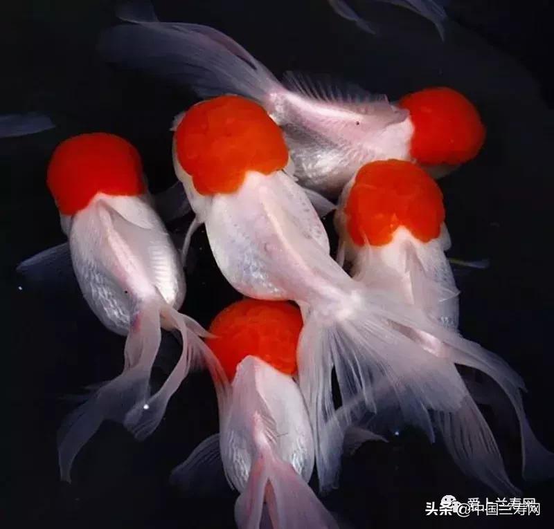 鹤顶红金鱼多久能长大,金鱼品种介绍之鹤顶红