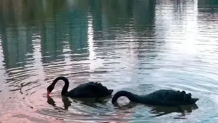 上海被低估的国际化学校,上海大学为啥被称为魔都良心大学