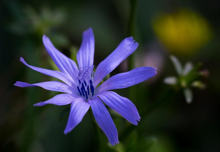 十种蓝色花,常见的六种蓝色花