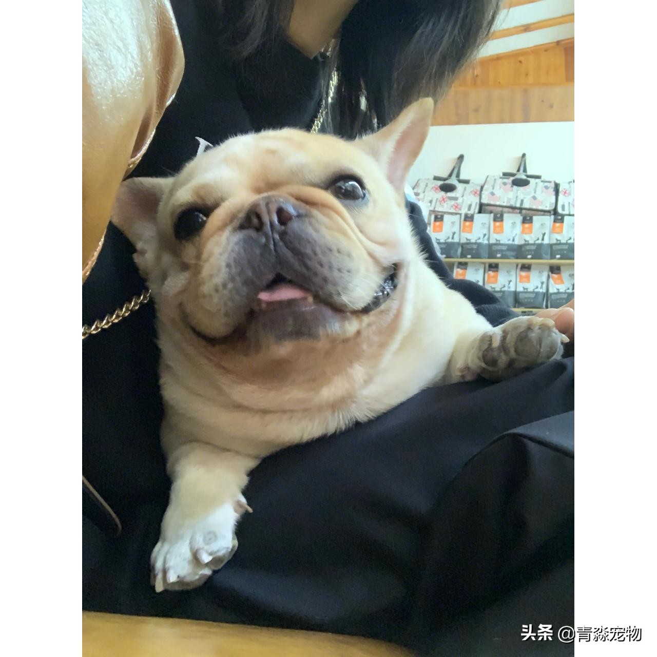 宠物狗耳螨怎么办啊,耳螨狗狗应该注意什么