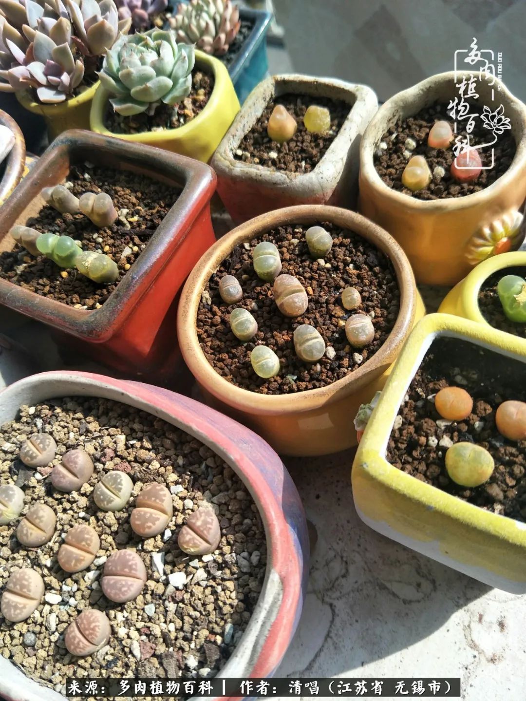 多肉植物百科好看又好养的多肉,喜欢多肉的朋友欢迎光临多肉园艺