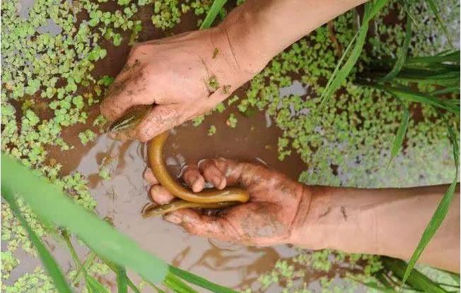 为什么小时候养的黄鳝找不到了,以前的黄鳝找到了吗
