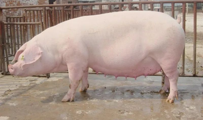 农垦产品有哪些,中国农垦集团旗下品牌