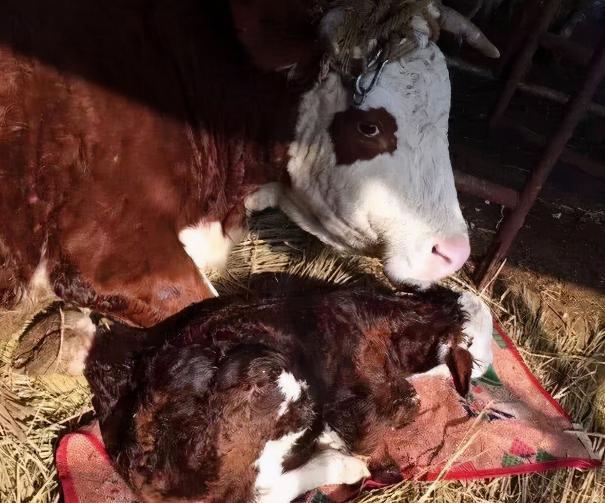 母牛三个月流产后母牛有什么反应,母牛流产后怎么护理