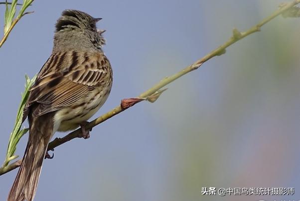 灰颈鹀新疆亚种介绍,灰头鹀是什么