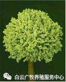 效养蛋禽-全解--如何高效有力的养殖蛋禽增加产蛋，收入