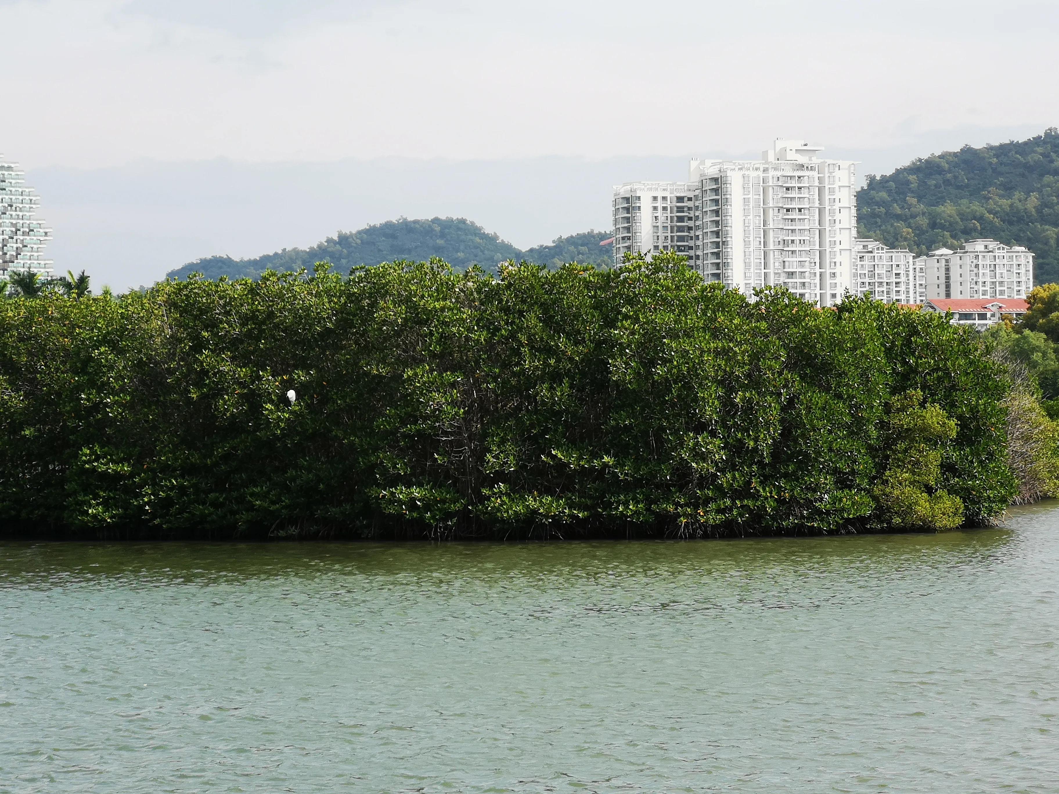 三亚红树林,神奇的亚马逊雨林