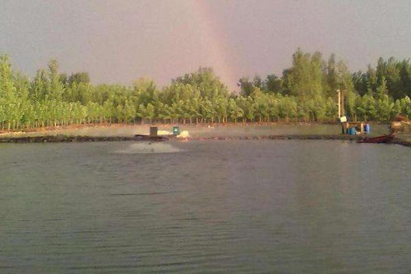 池塘养鲤鱼高产技术,最新鲤鱼养殖技术