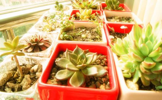 阳台养花的最佳布局,户外阳台养花的技巧