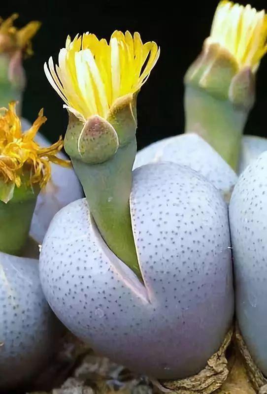 多肉生石花好看视频,多肉生石花开图