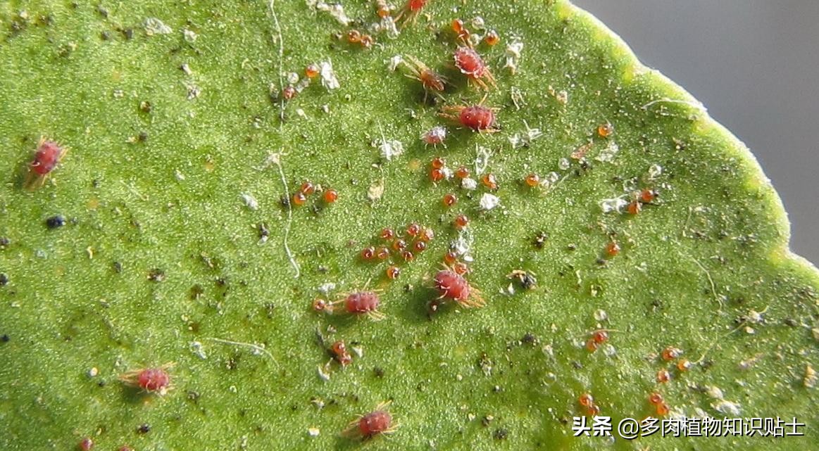 多肉长红蜘蛛有网丝吗,多肉有红蜘蛛可以用清水浸泡吗