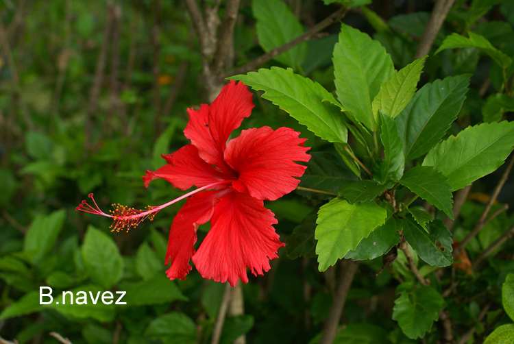 陆龟最喜欢的蔬菜,陆龟爱吃什么