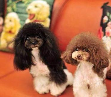 贵宾犬有几个颜色,贵宾犬颜色哪个最好