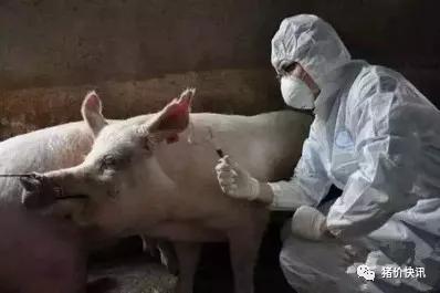 育肥猪咳嗽最佳治疗方法,猪咳嗽应激怎么办