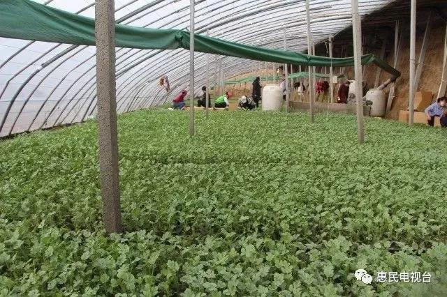 一村一品打造乡村产业,一村一品亿元村