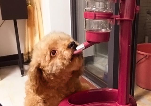 狗狗泪痕溃疡能好吗,狗狗溃疡特效药