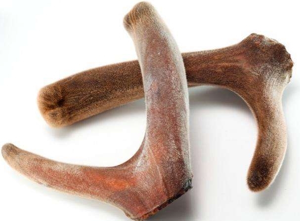 补肾精的中草药鹿茸怎么吃,滋阴补肾鹿茸