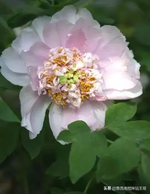 牡丹十大品种九大花系,牡丹进口品种图片及名称