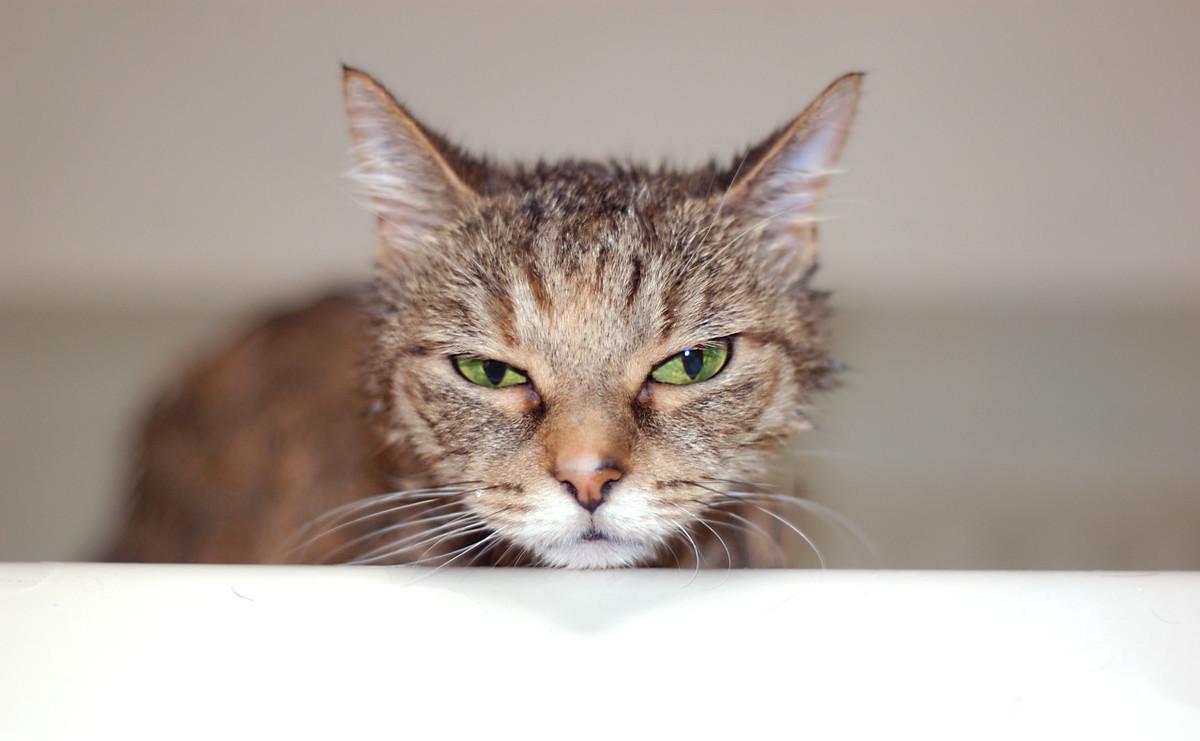 给猫猫洗澡要注意哪几点,怎么给猫洗澡是正确的方式