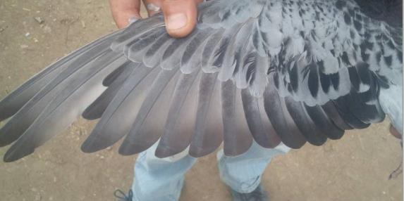 赛鸽换羽最快的方法,赛鸽训放技巧和方法