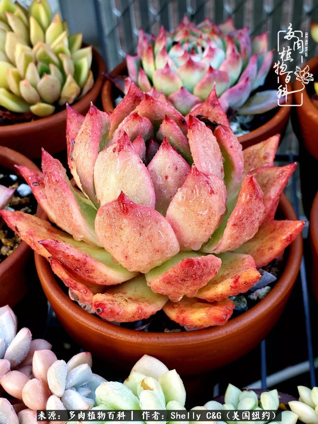 美国纽约有多少华裔人,美国纽约有多少个华人